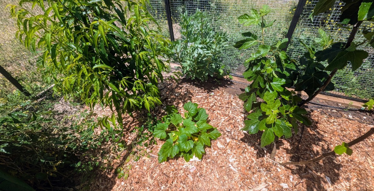 Rich healthy garden soil