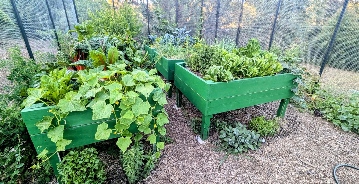 Abundant vegetable garden maintained and thriving