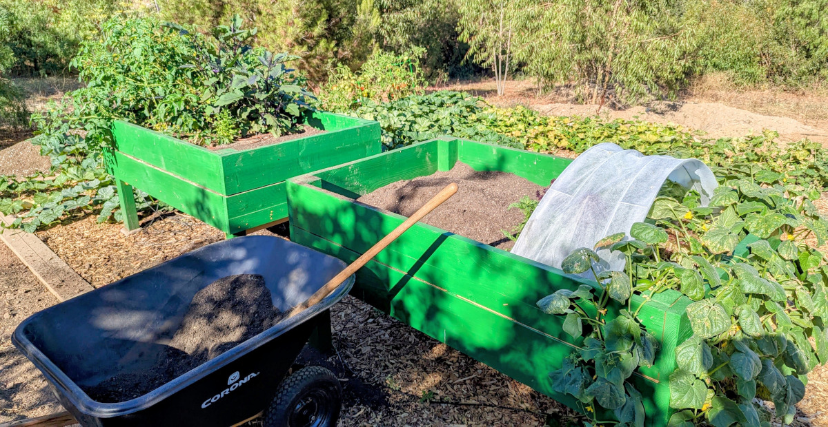 Hands planting young trees in prepared soil